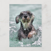 Doggy Paddle Postkarte (Vorderseite)