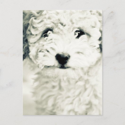 Doggy Postkarte (Vorderseite)