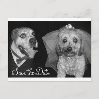 Doggy Save the Date Ankündigungspostkarte