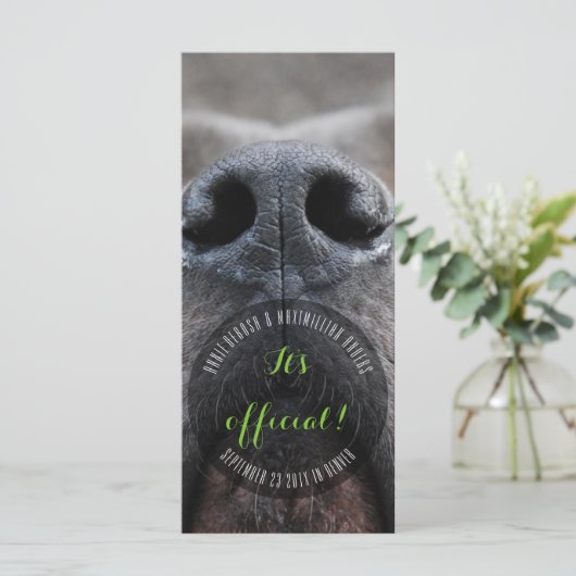 Dognose-Rackkarten Programm (Stehend Vorderseite)