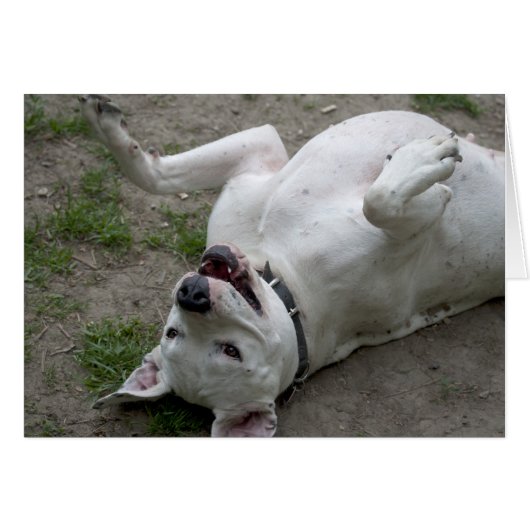 Dogo Argentino (Vorderseite (Horizontal))