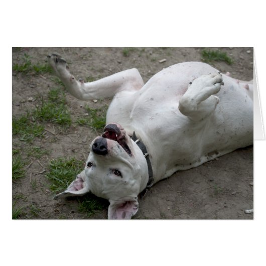 Dogo Argentino (Vorderseite (Horizontal))