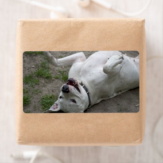 Dogo Argentino (Insitu)