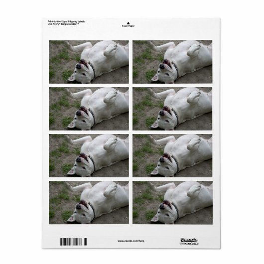 Dogo Argentino (Vorne)