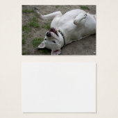 Dogo Argentino (Vorne & Hinten)