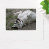 Dogo Argentino (Schreibtisch)