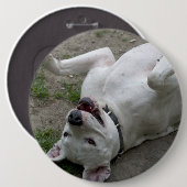 Dogo Argentino Button (Vorne & Hinten)