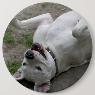 Dogo Argentino Button