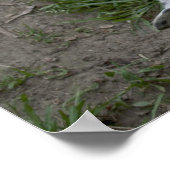 Dogo Argentino Poster (Ecke)