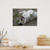 Dogo Argentino Poster (Küche)