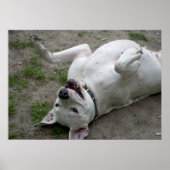 Dogo Argentino Poster (Vorne)