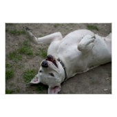 Dogo Argentino Poster (Vorderseite)