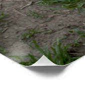 Dogo Argentino Poster (Ecke)