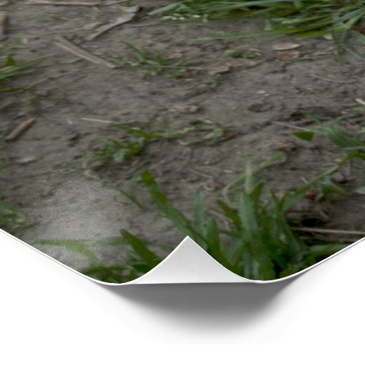 Dogo Argentino Poster (Ecke)