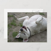 Dogo Argentino Postkarte (Vorne/Hinten)