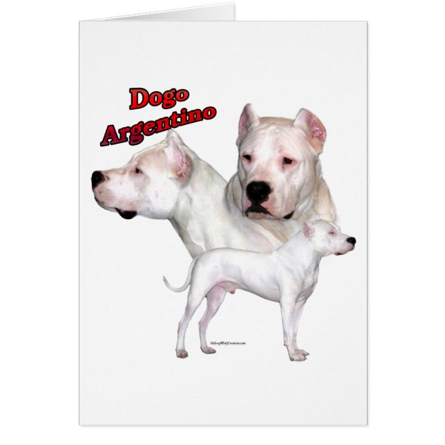 Dogo Argentino Trio 2 (Vorne)