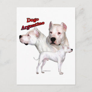 Dogo Argentino Trio 2 Postkarte