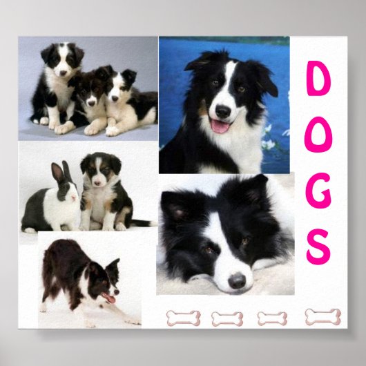 DOGS-Plakat Poster (Vorne)