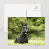 Dogs Postkarte (Vorne/Hinten)