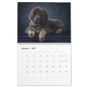 Dogtopie - Dosierungskalender Kalender (Feb 2027)