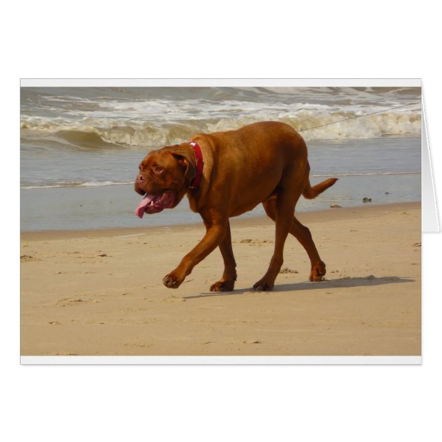 Dogue de bordeaux (Vorderseite (Horizontal))