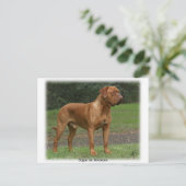 Dogue de Bordeaux 9Y201D-159 Postkarte (Stehend Vorderseite)