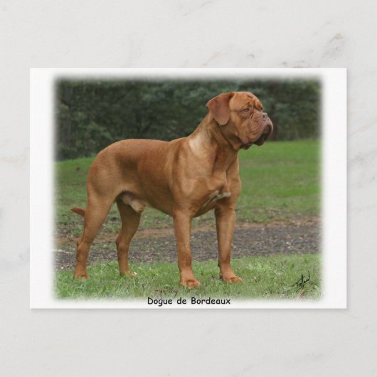 Dogue de Bordeaux 9Y201D-159 Postkarte (Vorderseite)