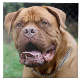 Dogue de bordeaux Ceramic Fliese