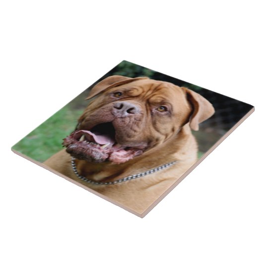 Dogue de bordeaux Ceramic Fliese (Seite)