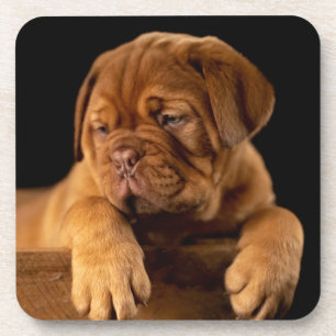 Dogue de Bordeaux - Französischer Mastiff Welpenh Getränkeuntersetzer