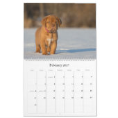 Dogue de Bordeaux Großer Wandkalender (Feb 2027)