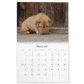 Dogue de Bordeaux Großer Wandkalender (Mär 2027)