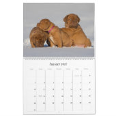 Dogue de Bordeaux Großer Wandkalender (Jan 2027)