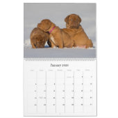 Dogue de Bordeaux Großer Wandkalender (Jan 2026)
