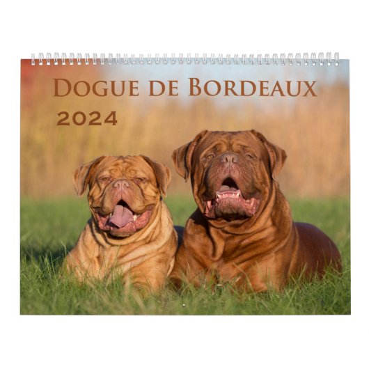 Dogue de Bordeaux Großer Wandkalender (Titelbild)