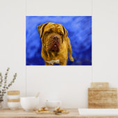 Dogue de Bordeaux Kunstdrucke Poster (Küche)