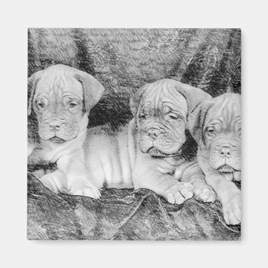 Dogue de Bordeaux-Magnet Magnet (Vorne)