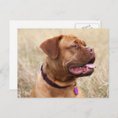 Dogue de bordeaux postkarte (Vorne/Hinten)