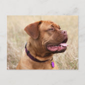 Dogue de bordeaux postkarte (Vorderseite)