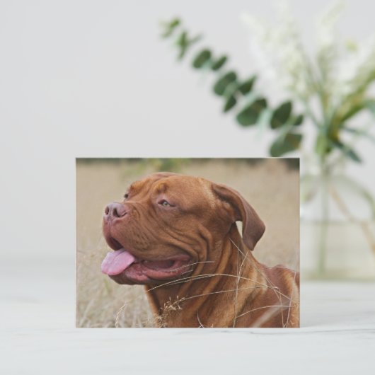 Dogue de Bordeaux Postkarte (Stehend Vorderseite)