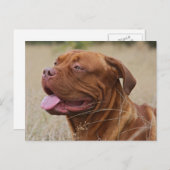 Dogue de Bordeaux Postkarte (Vorne/Hinten)
