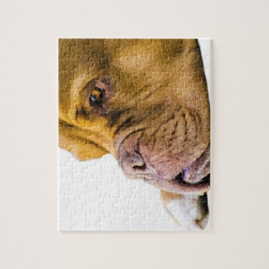 Dogue de Bordeaux Puzzle (Vertikal)