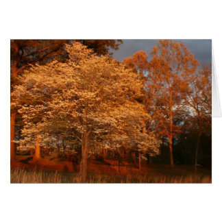 Dogwood2
