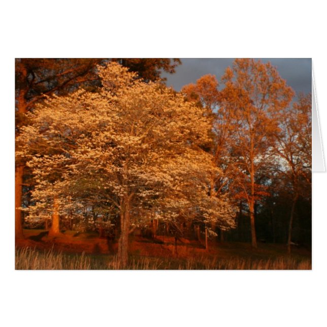 Dogwood2 (Vorderseite (Horizontal))