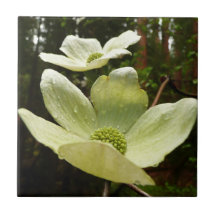 Dogwood and Redwoods in Yosemite National Park