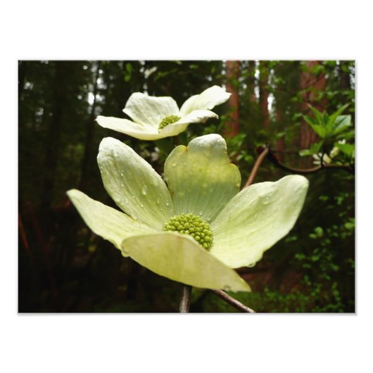Dogwood and Redwoods in Yosemite National Park Fotodruck (Vorne)