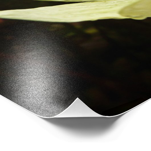 Dogwood and Redwoods in Yosemite National Park Fotodruck (Ecke)