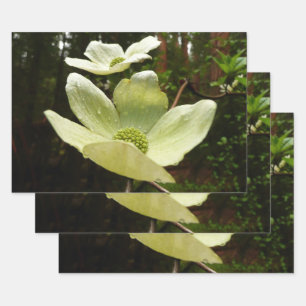 Dogwood and Redwoods in Yosemite National Park Geschenkpapier Set
