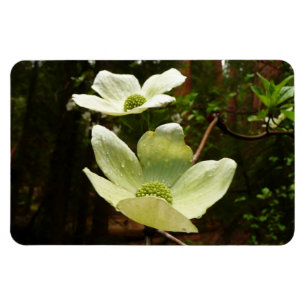 Dogwood and Redwoods in Yosemite National Park Magnet