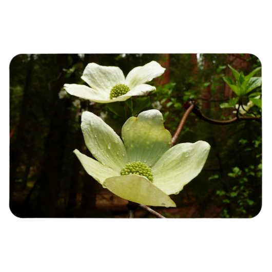 Dogwood and Redwoods in Yosemite National Park Magnet (Horizontal)